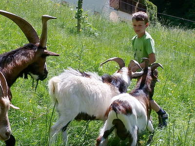 Bild 11 aus  Farnbauernhof