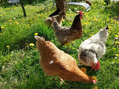 Bild 6 aus  Kebachhof