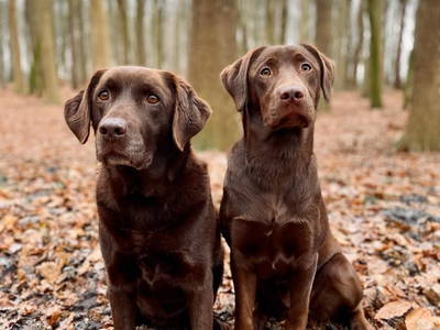 Bild 41 aus  Hof Osterholz