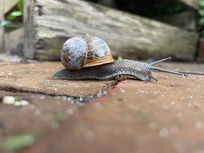 Bild 4 aus  Grünhoff's Landhuus