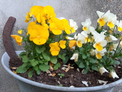 Bild 31 aus  Ferienhof Claußen