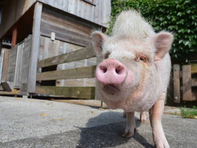 Bild 16 aus  Vogtbenedikthof im Schwarzwald