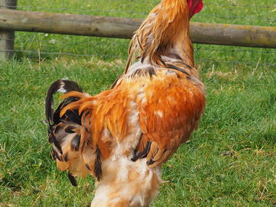 Bild 11 aus  Ferienhof Feinen