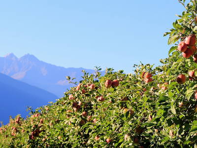 Herbst in Südtirol im Krösshof