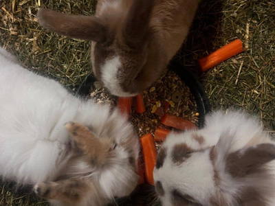 Bild 14 aus  Ferienhof Weißenbach