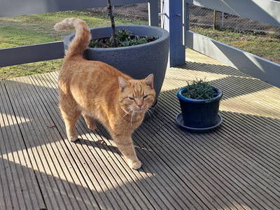 Bild 26 aus  Tiny House trifft Alpaka-Traum – Natururlaub mal anders!