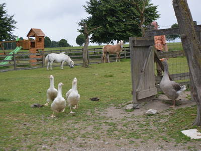 Bild 27 aus  Bauernhofpension Bals