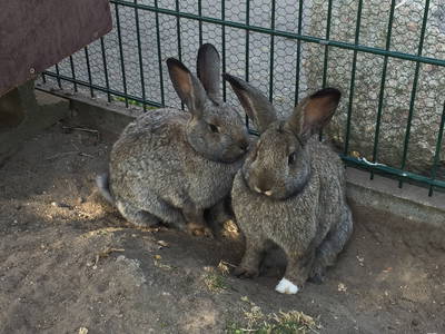 Bild 17 aus  Ferienhof Lorenzen