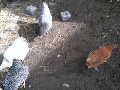 Bild 41 aus  Ferienhof Jansen