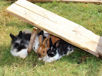 Bild 25 aus  Camping am Hofweiher beim Brunnerhof