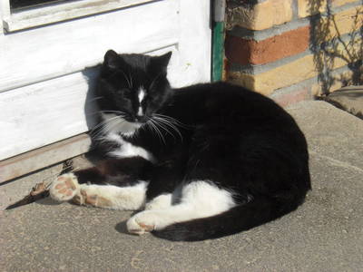 Bild 6 aus  Thiesen-Hof