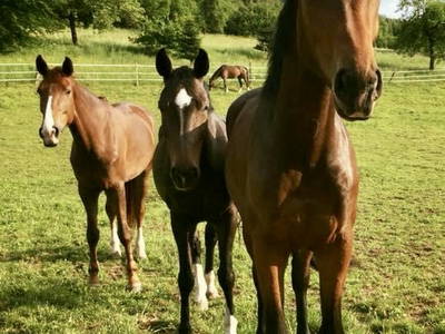 Bild 19 aus  Reiterhof Obere Mühle