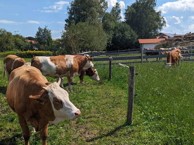 Bild 20 aus  Ferienhaus Eller