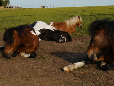 Bild 7 aus  Landhaus Parsteinsee