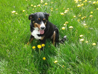 Bild 11 aus  Ferienhof Greis