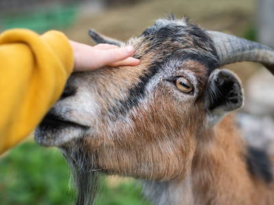 Bild 40 aus  LandSelection Landgut Moserhof