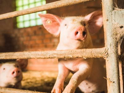 Bild 11 aus  Ferienhof Groth/ Hof Herzleuchten