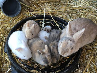 Bild 16 aus  Theeshof