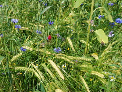 Bild 13 aus  Lindenhof