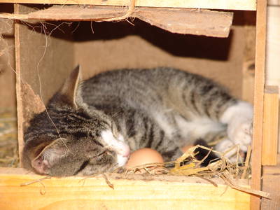 Katzen legen bei uns noch keine Eier