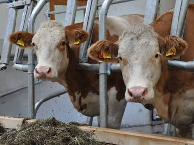 Bild 19 aus  Donauerhof