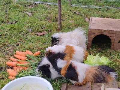 Bild 10 aus  Hamkenshof