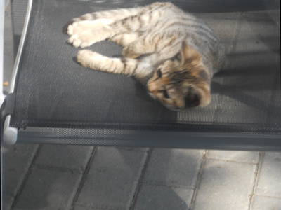 Katze Mimi beim chillen