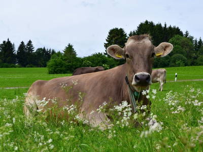 Genuss im grünen Gras