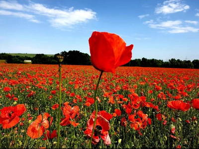 Bild 34 aus  Weingut Butzbach