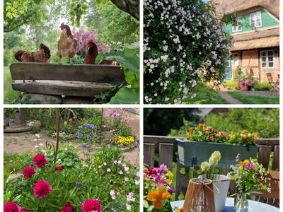 Bild 2 aus  Urlaub unterm Reet