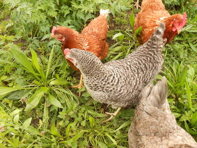 Bild 12 aus  Kaiserhof am See