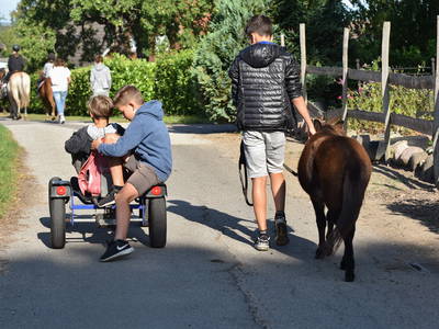 Bild 31 aus  Sonis kleine Farm Grömitz
