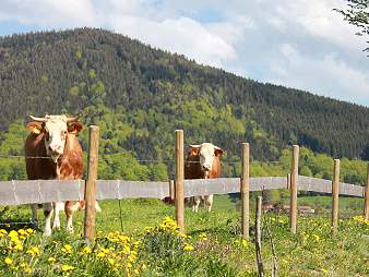 Bild 27 aus  Meisterhof