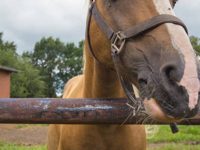 Bild 3 aus  Ferienhof Borchers