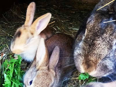 Bild 19 aus  Schreinerhäusle