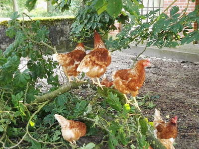 Bild 17 aus  Mühlenhof Wohlenbüttel