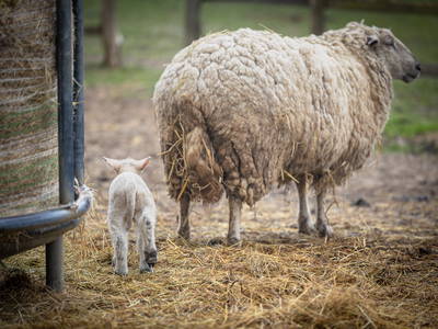 Lämmchen an der Futterraufe