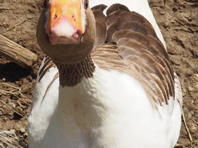 Bild 10 aus  Ferienhof Feinen