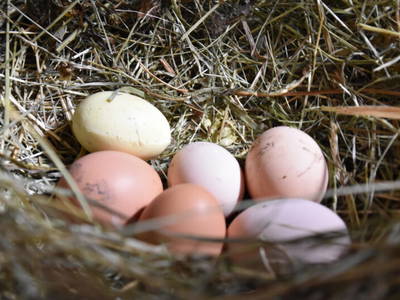 Bild 8 aus  Der Wassermannshof