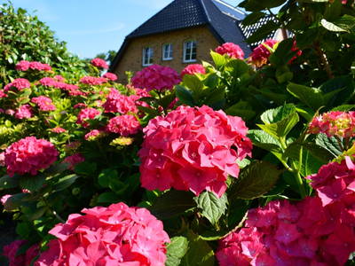 Unser Bauerngarten als Blütenvielfalt