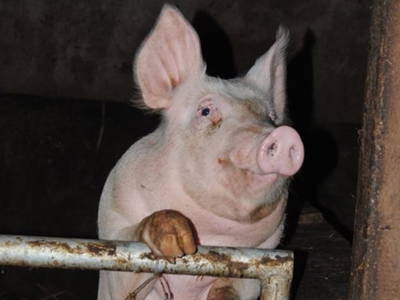 Bild 9 aus  Hof Münkenland