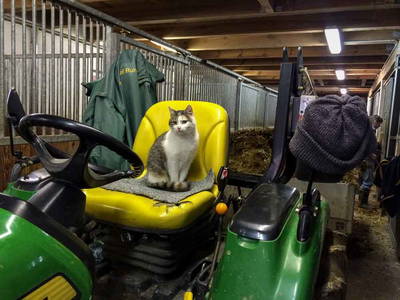 Bild 15 aus  Pferdehof Ruhnau FN