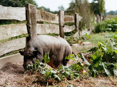 Hängebauchschwein Carlsson freut sich über Streicheleinheiten
