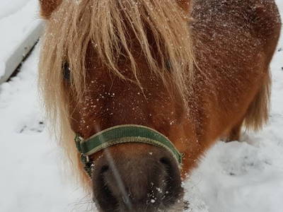 Bild 4 aus  Ferienhof Bohn