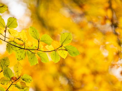 Bild 47 aus  Gut Neuwerk