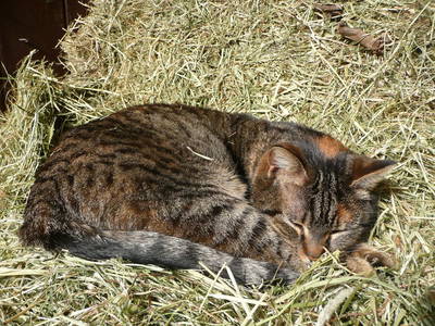 Bild 10 aus  Rumlerhof