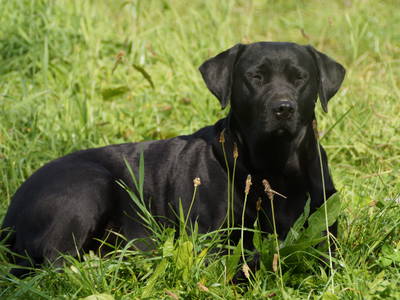 Bild 18 aus  Ferienhof Schade