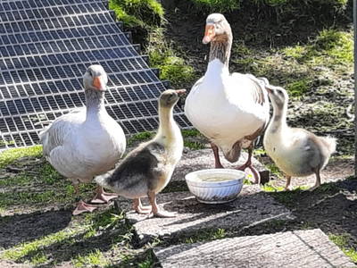 Henriette & Amanda voller Stolz mit ihrem Nachwuchs
