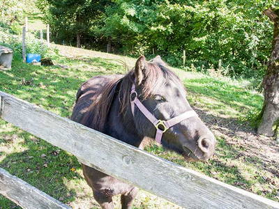 Bild 33 aus  Ferienhof Rasch