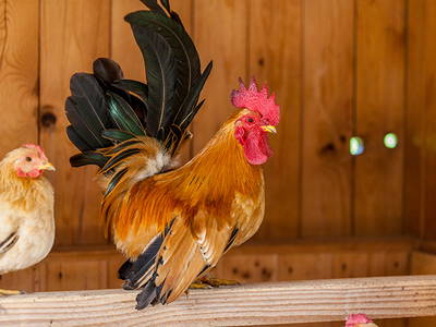 Bild 39 aus  Masererhof - Ferienbauernhof im Chiemgau